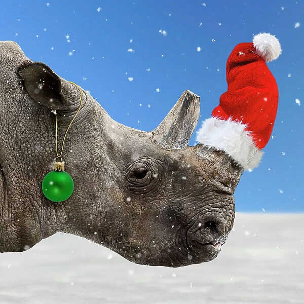 Northern White Rhinoceros in snow with Christmas