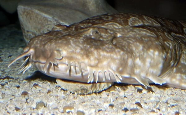Northern Wobbegong Shark. Western Central Pacific and Australian waters