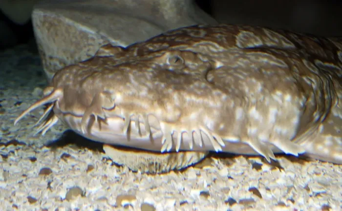 Framed Print : Northern Wobbegong Shark. Western Central Pacific and Australian waters Framed Print : Northern Wobbegong Shark. Western Central Pacific and Australian waters