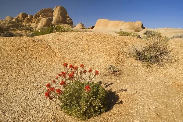Northwestern Indian  /  Desert Paintbrush - grows in a crack of slickrock - Boulders Section - Joshua Tree National Park - California - USA