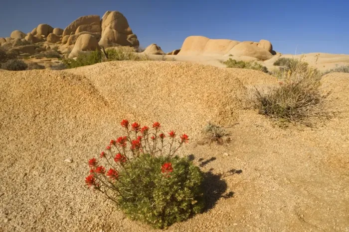 Framed Print : Northwestern Indian / Desert Paintbrush - grows in a crack of slickrock - Boulders Section - Joshua Tree National Park - California - USA Framed Print : Northwestern Indian / Desert Paintbrush - grows in a crack of slickrock - Boulders Section - Joshua Tree National Park - California - USA