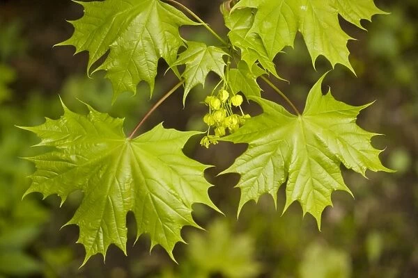 Norway maple (Acer platanoides), in flower; Sweden
