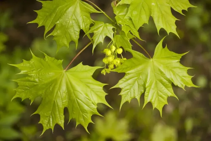 Framed Print : Norway maple (Acer platanoides), in flower; Sweden Framed Print : Norway maple (Acer platanoides), in flower; Sweden