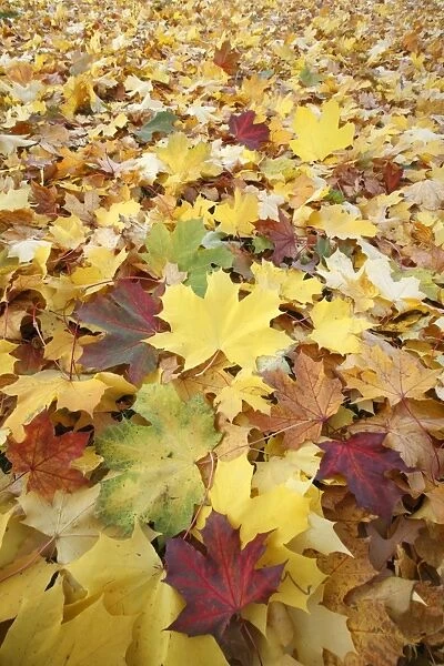 Norway Maple - autumn coloured leaves on ground in park - Hessen - Germany