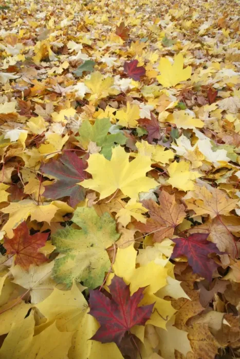 Framed Print : Norway Maple - autumn coloured leaves on ground in park - Hessen - Germany Framed Print : Norway Maple - autumn coloured leaves on ground in park - Hessen - Germany