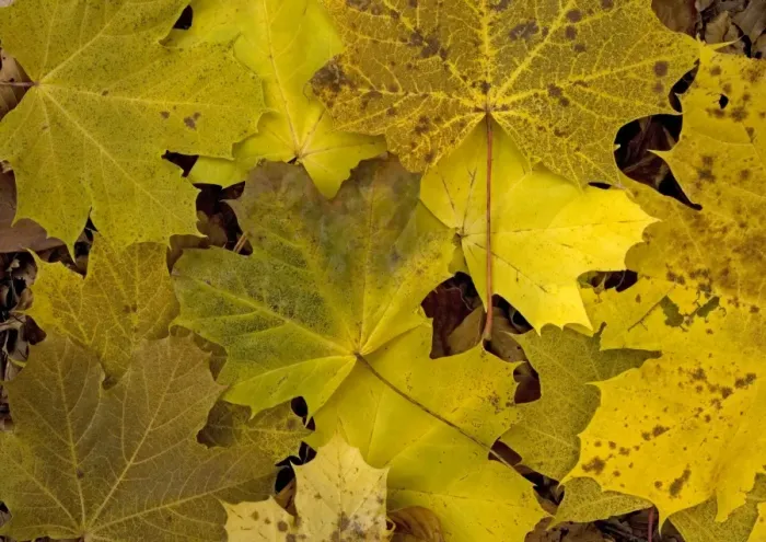 Framed Print : Norway Maple leaves in autumn colour Framed Print : Norway Maple leaves in autumn colour