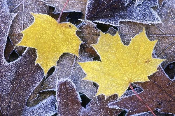 Norway Maple - and Scarlet Oak (Quercus coccinea), autumn leaves covered with frost, Lower Saxony, Germany