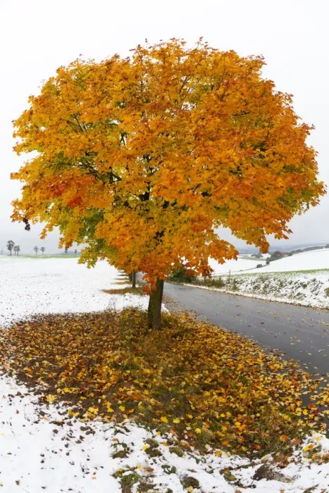 Framed Print : Norway Maple, tree in autumn colour, surrounded by a fall of early snow, Hessen, Germany Framed Print : Norway Maple, tree in autumn colour, surrounded by a fall of early snow, Hessen, Germany
