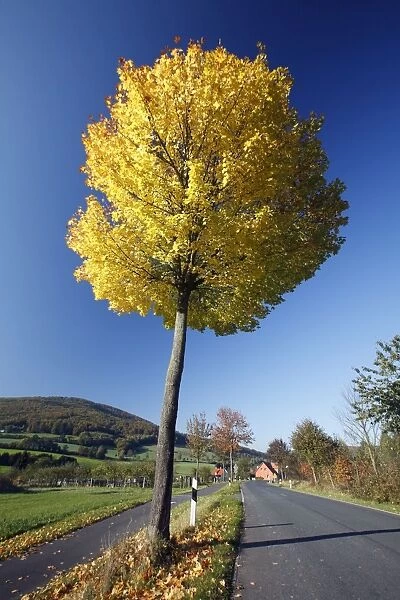 Norway Maple Tree - autumn - Lower Saxony - Germany