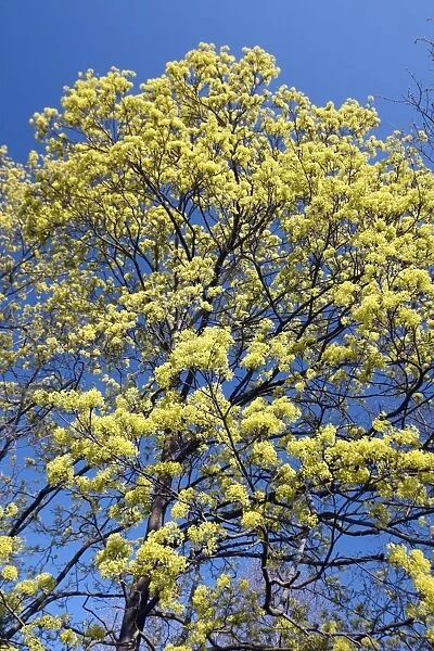 Norway Maple - tree in flower - springtime Hessen - Germany