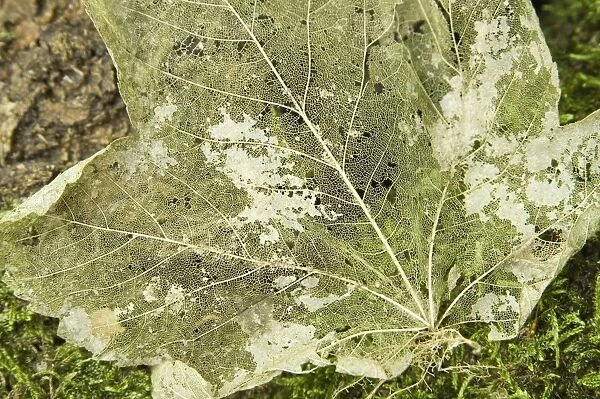 Norway maple Veins of the leaf