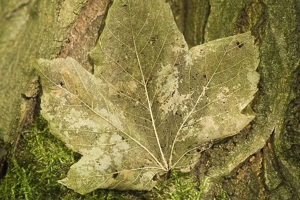 Norway maple Veins of the leaf