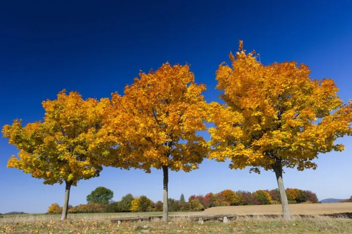 Framed Print : Norway Maple; three young trees in autumn color, Hessen, Germany Framed Print : Norway Maple; three young trees in autumn color, Hessen, Germany