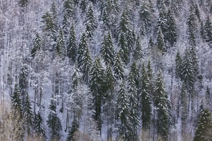 Framed Print : Norway Spruce forest in winter snow, on the Col de Faucille, Jura Mountains, east France Framed Print : Norway Spruce forest in winter snow, on the Col de Faucille, Jura Mountains, east France