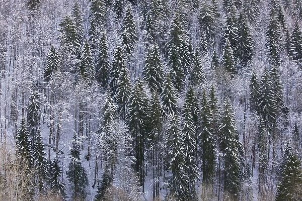 Norway Spruce forest in winter snow, on the Col de Faucille, Jura Mountains, east France