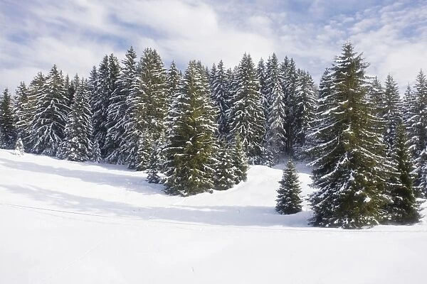 Norway Spruce forest in winter snow, on the Col de Faucille, Jura Mountains, east France