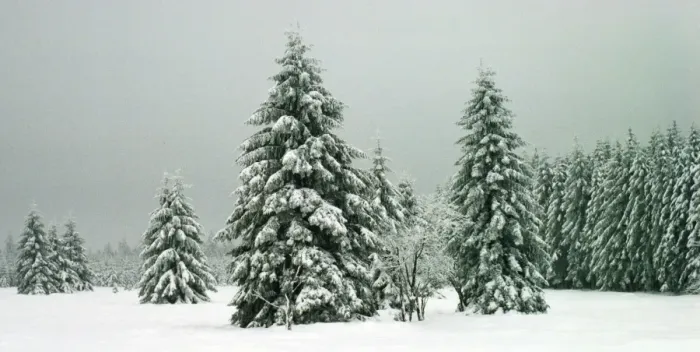 Framed Print : Norway Spruce - in heavy snow Hautes Fagnes, Belgium Framed Print : Norway Spruce - in heavy snow Hautes Fagnes, Belgium