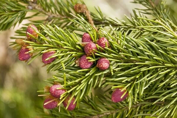 Norway spruce (Picea abies) in flower, Sweden