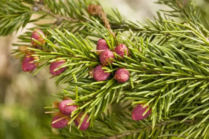 Framed Print : Norway spruce (Picea abies) in flower, Sweden Framed Print : Norway spruce (Picea abies) in flower, Sweden
