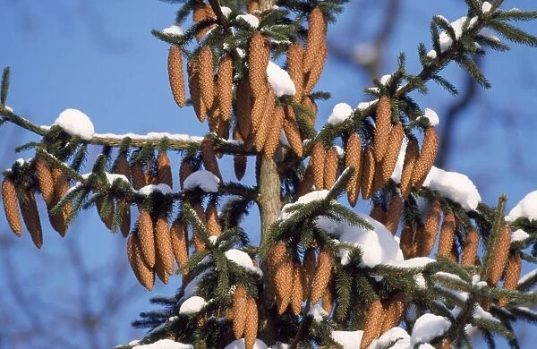Norway Spruce - ripened fir cones in winter