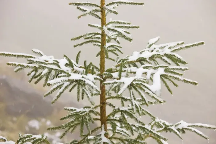 Framed Print : Norway Spruce tree covered with light snow and frost, high in the Fagaras Mountains, southern carpathians, Romania Framed Print : Norway Spruce tree covered with light snow and frost, high in the Fagaras Mountains, southern carpathians, Romania