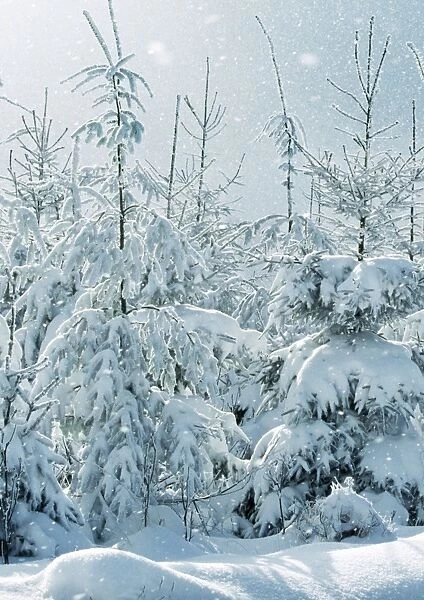 Norway Spruce Tree Snowing in winter