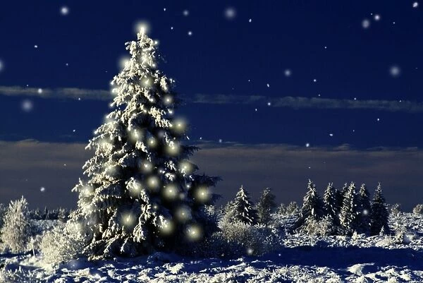Norway Spruce Tree - In winter snow with Christmas lights. Digital Manipulation: Added darkness, falling snow & Lights