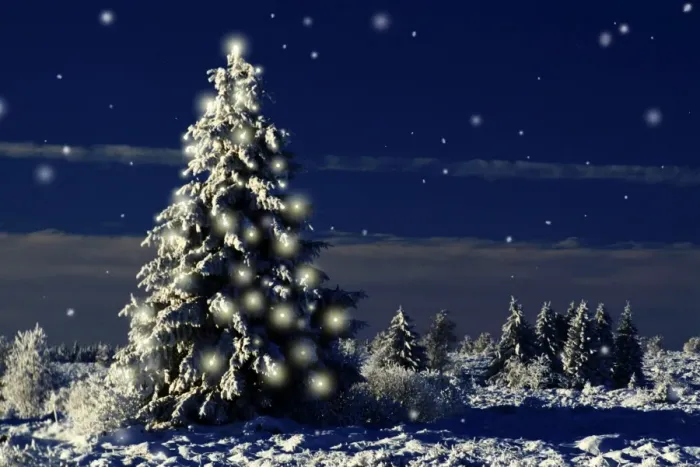 Framed Print : Norway Spruce Tree - In winter snow with Christmas lights. Digital Manipulation: Added darkness, falling snow & Lights Framed Print : Norway Spruce Tree - In winter snow with Christmas lights. Digital Manipulation: Added darkness, falling snow & Lights