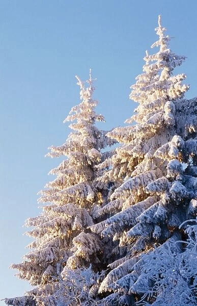 Norway Spruce Tree In winter snow. Hoge Venen, Les Fagnes, Belgium