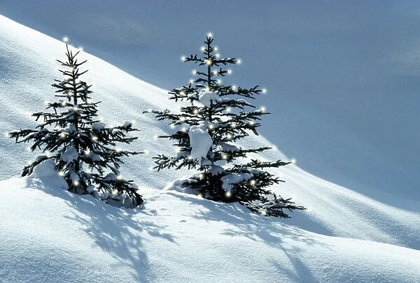 Norway Spruce Tree - Young trees in snow, winter
