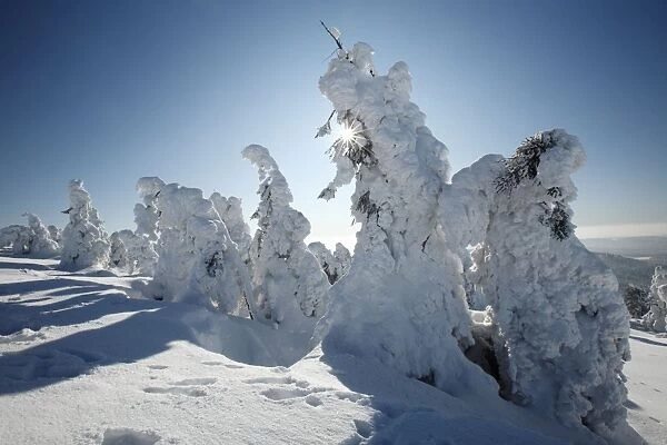 Norway Spruce - trees covered in snow and ice - Brocken mountain - National Park Hochharz - Saxony-Anhalt - Germany
