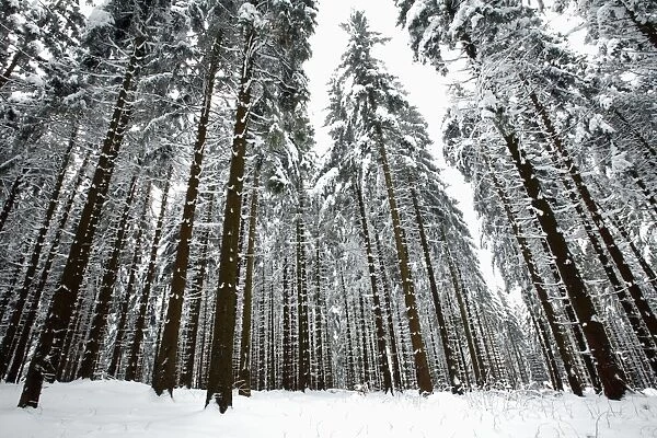 Norway Spruce - trees covered in snow and ice - Harz Mountains National Park - Lower Saxony - Germany
