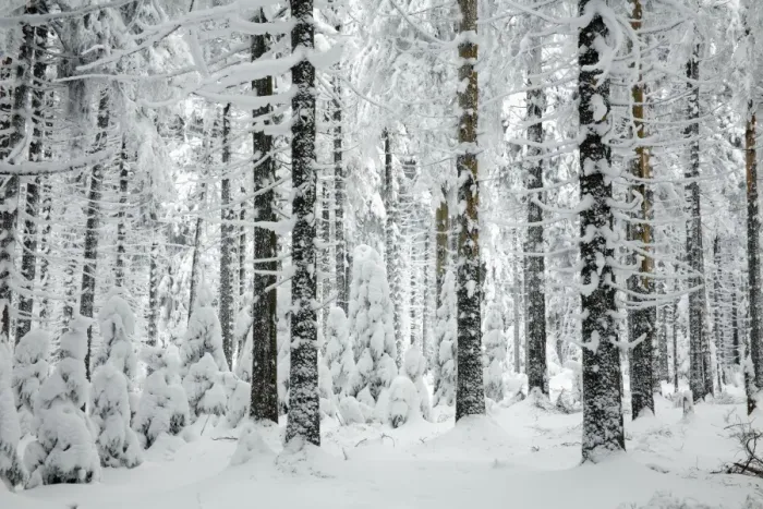 Framed Print : Norway Spruce - trees covered in snow and ice - Harz Mountains National Park - Lower Saxony - Germany Framed Print : Norway Spruce - trees covered in snow and ice - Harz Mountains National Park - Lower Saxony - Germany