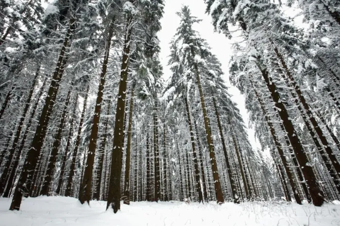 Framed Print : Norway Spruce - trees covered in snow and ice - Harz Mountains National Park - Lower Saxony - Germany