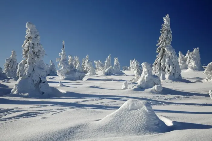 Framed Print : Norway Spruce Trees - covered in winter snow - Brocken mountain - National Park Hochharz - Saxony-Anhalt - Germany Framed Print : Norway Spruce Trees - covered in winter snow - Brocken mountain - National Park Hochharz - Saxony-Anhalt - Germany