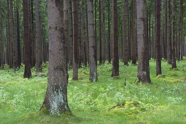 Norway Spruce trunks 02, S-E Arndt