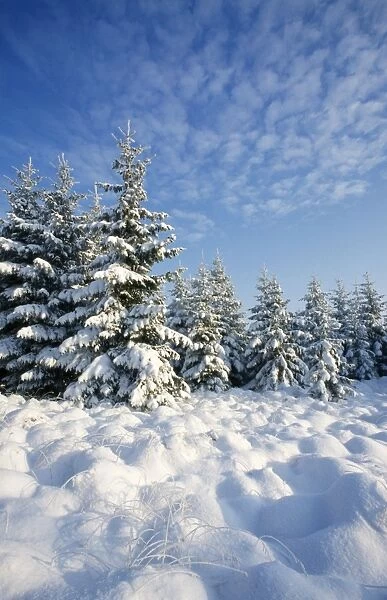 Norway Spruce In winter snow