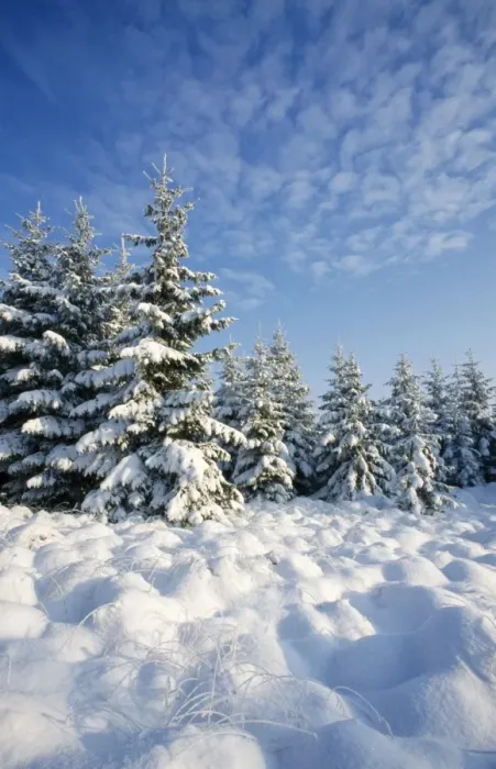 Framed Print : Norway Spruce In winter snow Framed Print : Norway Spruce In winter snow