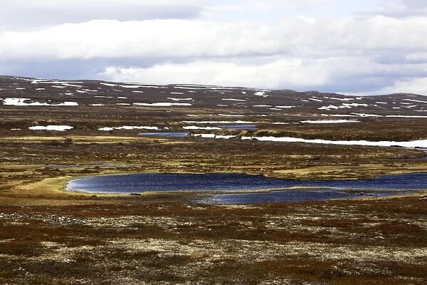 Norway - tundra landscape at edge of Varanger Fjord - North Norway