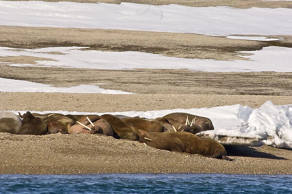 Norway. Walrus on Torellneset Island Nordaustlandet