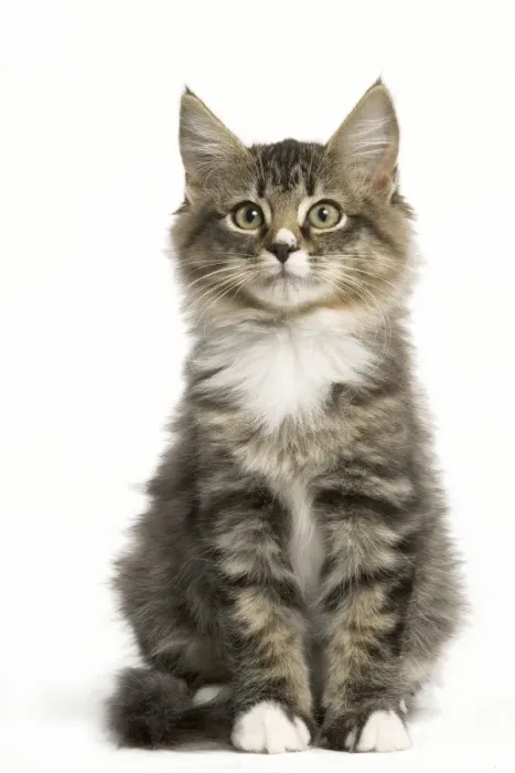 Framed Print : Norwegian Forest Cat Framed Print : Norwegian Forest Cat