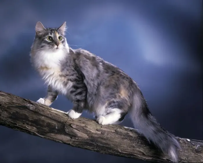 Framed Print : Norwegian Forest Cat Framed Print : Norwegian Forest Cat