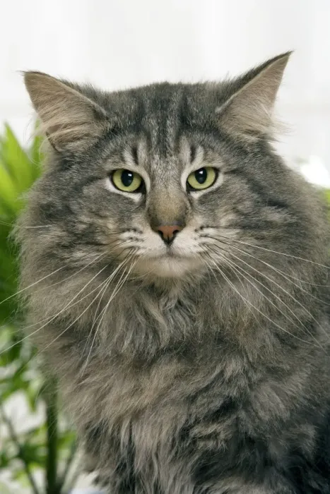 Framed Print : Norwegian Forest Cat