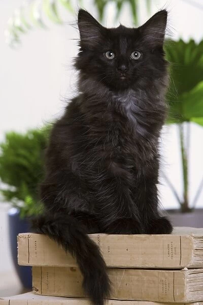 Norwegian Forest Cat - black