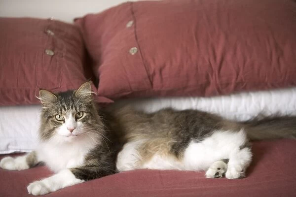Norwegian Forest Cat - in house lying on owners bed