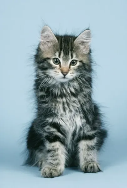 Norwegian Forest Cat Kitten Print Art Prints, Posters