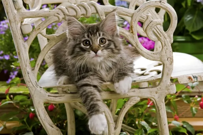 Framed Print : Norwegian Forest Cat - kitten sitting on chair with flowers Framed Print : Norwegian Forest Cat - kitten sitting on chair with flowers
