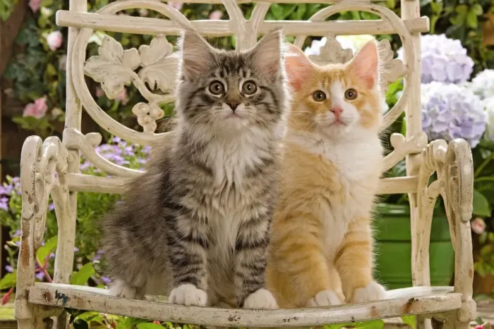 Framed Print : Norwegian Forest Cat - two kittens sitting on chair & flowers Framed Print : Norwegian Forest Cat - two kittens sitting on chair & flowers