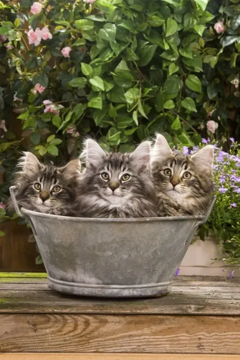 Framed Print : Norwegian Forest Cat - three kittens in tin pail Framed Print : Norwegian Forest Cat - three kittens in tin pail