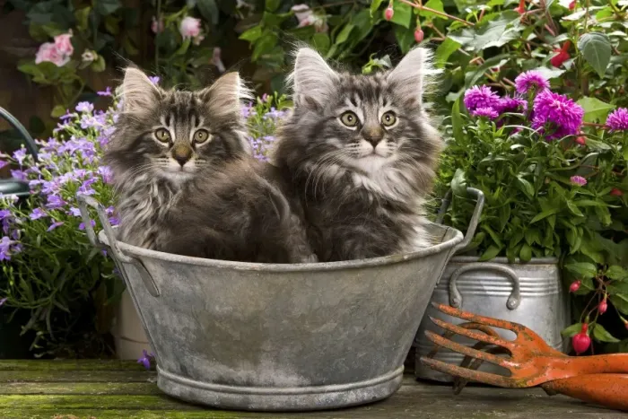 Framed Print : Norwegian Forest Cat - two kittens in tin pail Framed Print : Norwegian Forest Cat - two kittens in tin pail